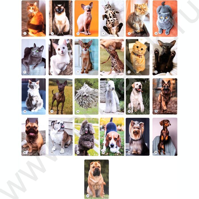 Мемо Кошечки-собачки 50 карточек NEW | Фото 7