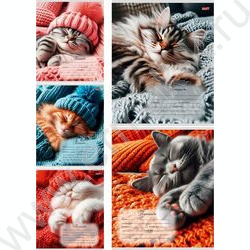 Тетрадь  24л клетка "Спящие котики-1" 5видов NEW | Фото 1