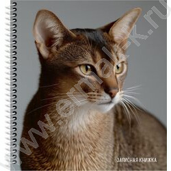 Зап. книжка  80л А6 спираль "Красивый кот-2" NEW | Фото 1