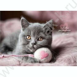 Альбом д/рисования-спираль 40л "Котик-5" /мат.лам.,выб.лак/ NEW | Фото 1