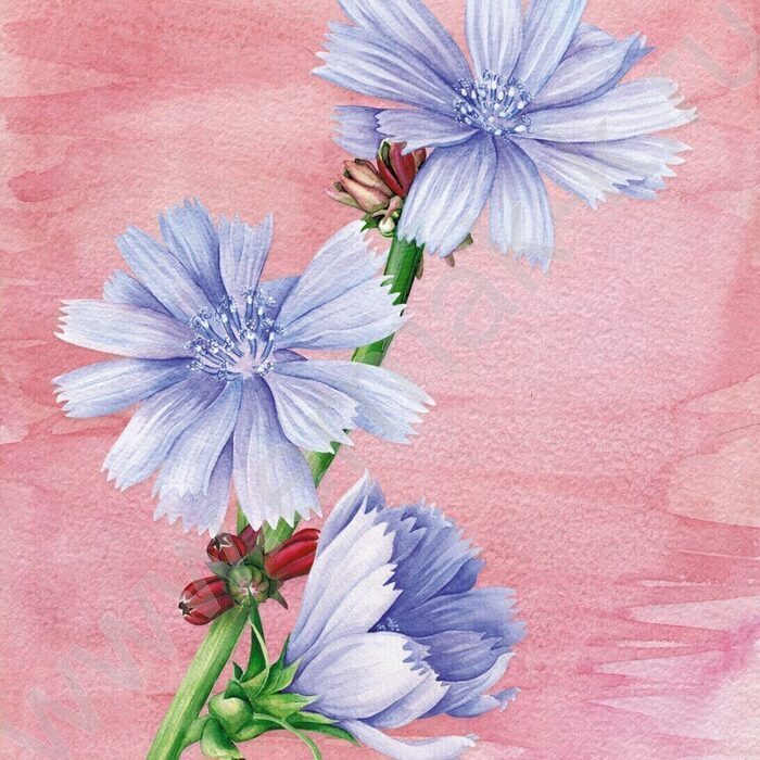 Зап. книжка  80л А6+ лайт "Aquarelle. Полевые цветы" /ляссе/ | Фото 2