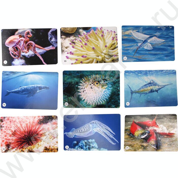 Мемо Водный мир 50 карточек | Фото 2