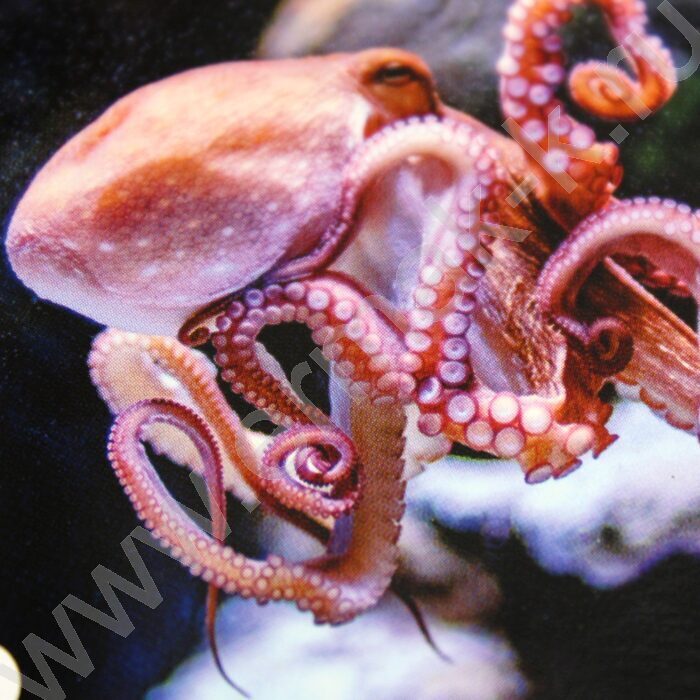 Мемо Водный мир 50 карточек | Фото 5