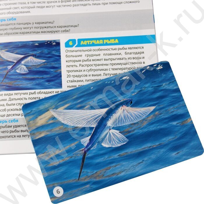 Мемо Водный мир 50 карточек | Фото 7