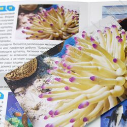 Мемо Водный мир 50 карточек | Фото 8