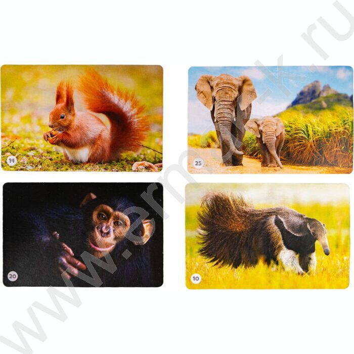 Мемо Мир животных 50 карточек | Фото 1